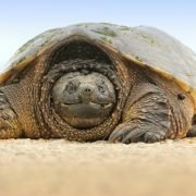 gray sand turtle