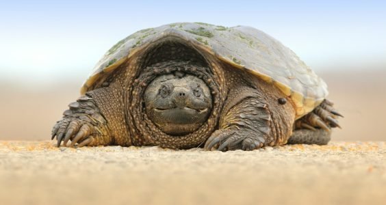 gray sand turtle