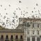 flock of black and white birds flying near concrete structure